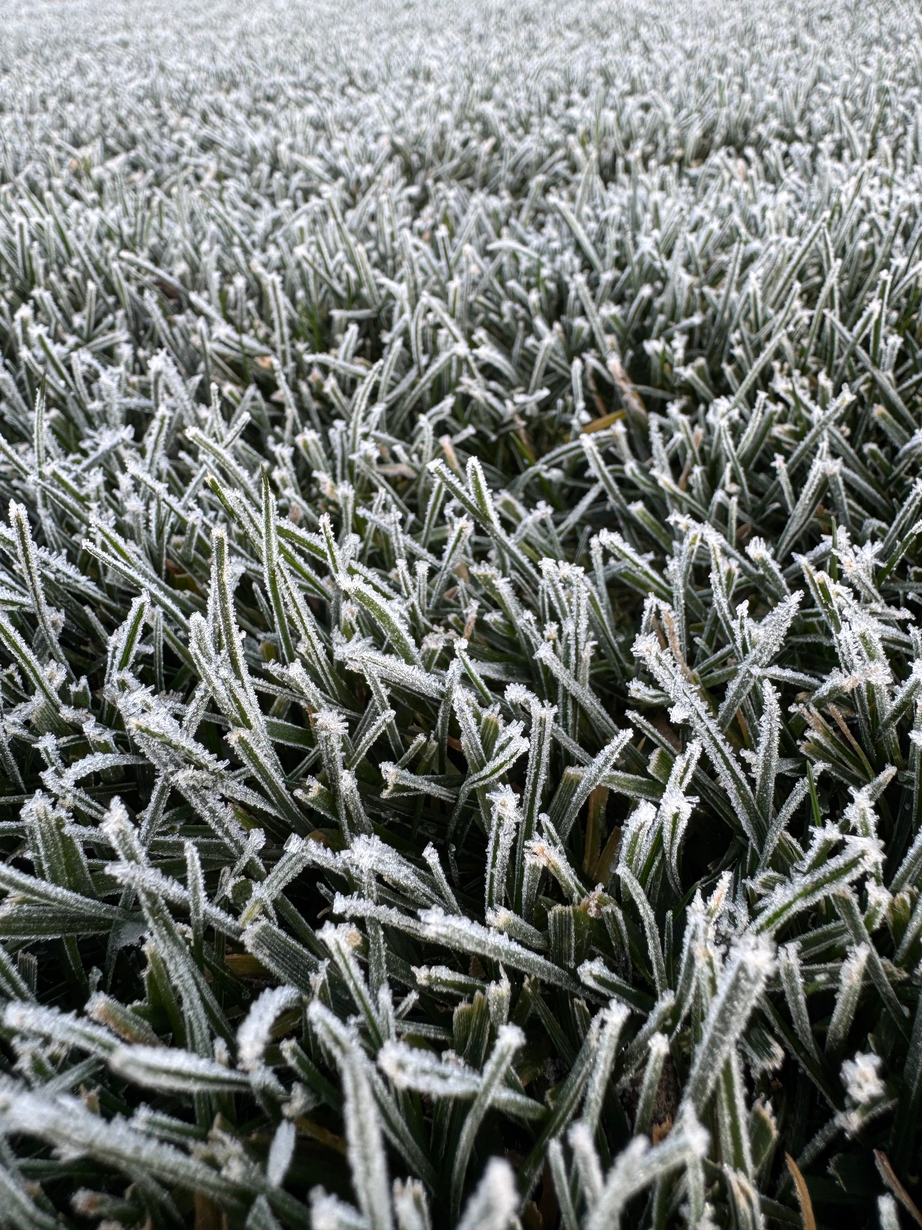 Image of frosty lawn. DIY Premium Double Dark Green Turf Type Tall Fescue
