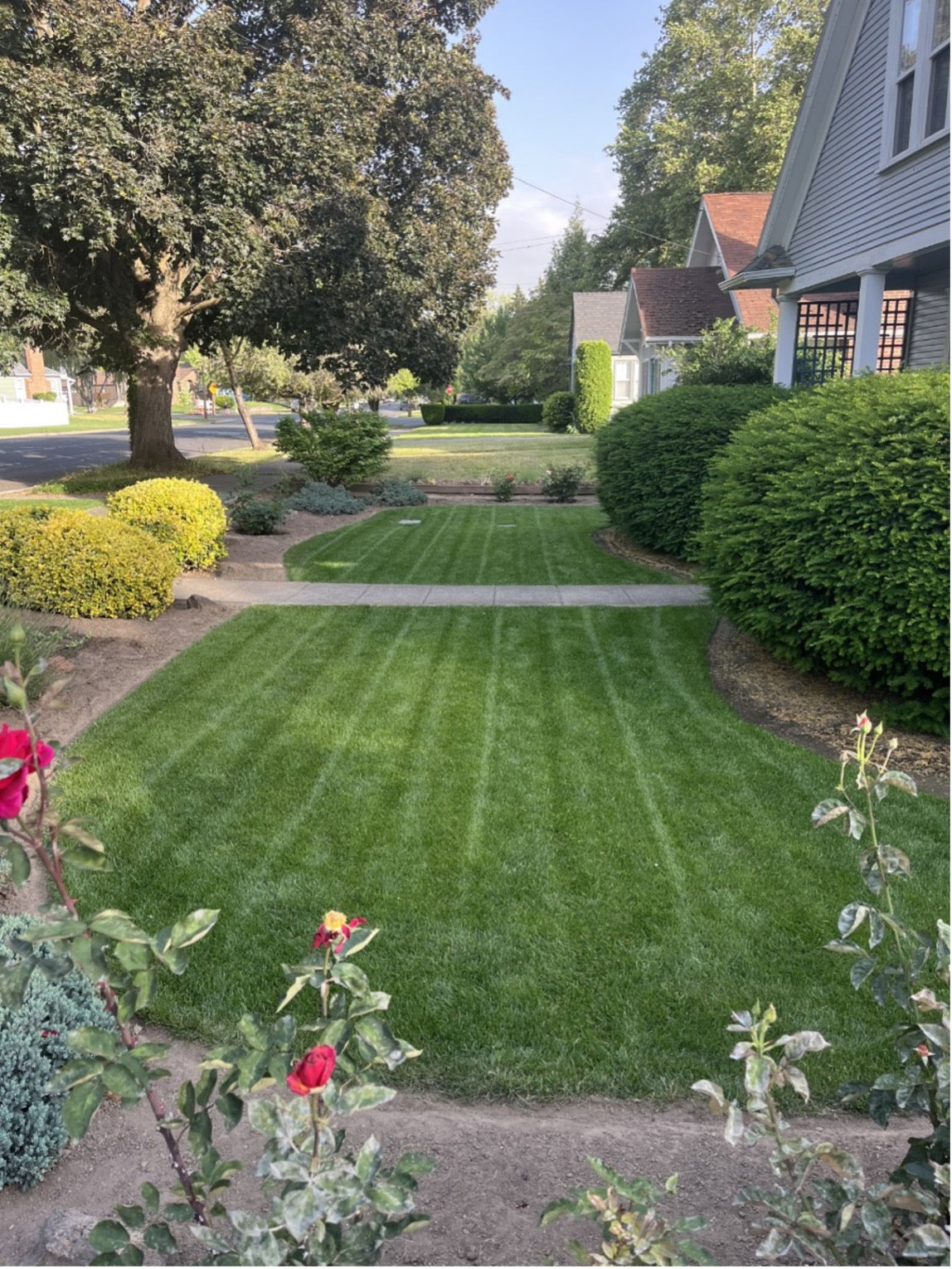 Beautiful landscape with pristine lawn, roses, and shrubs