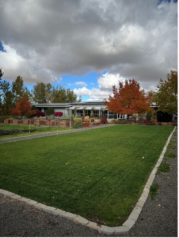 Research trial lawn in the fall with fall colors on trees
