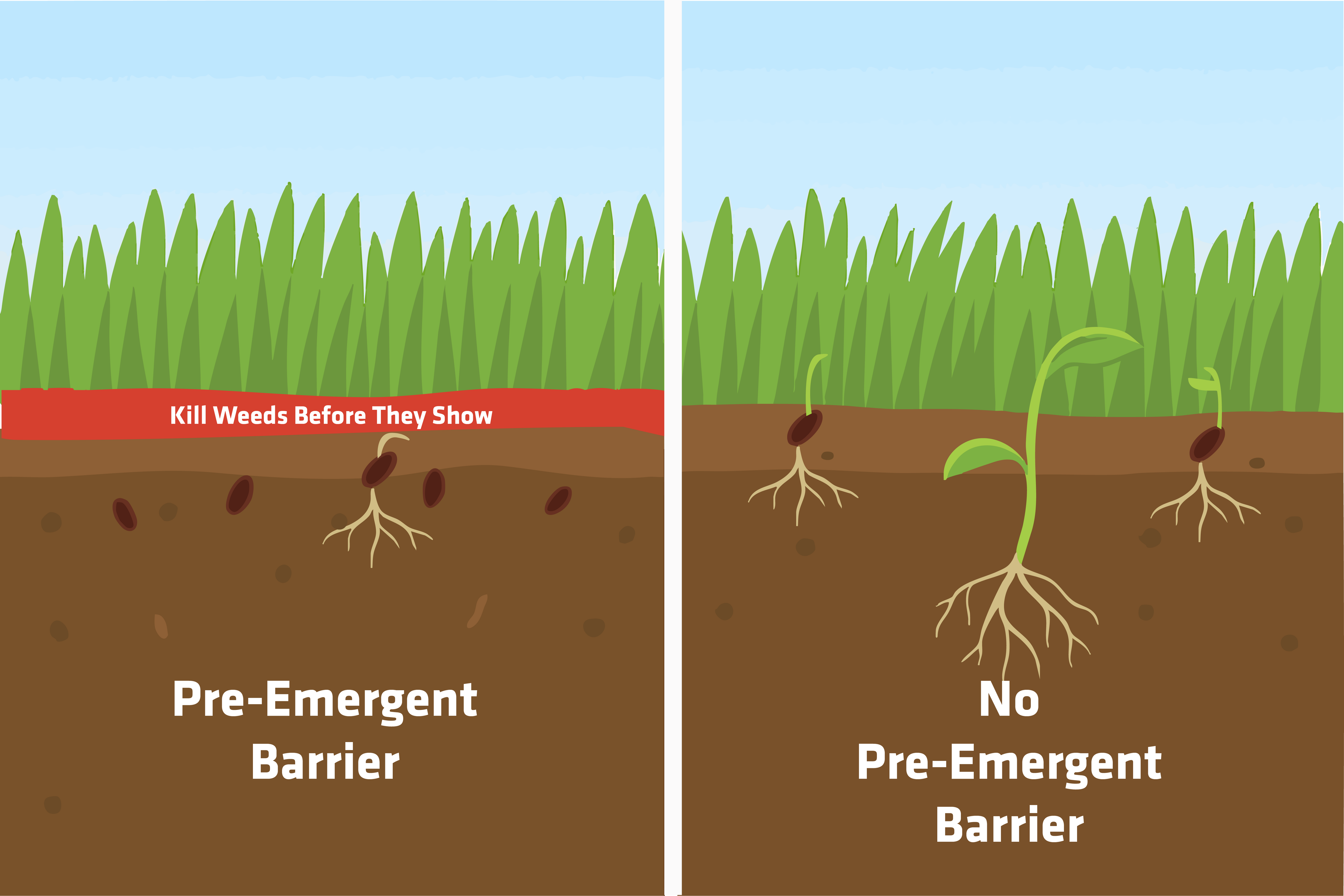 Graphic depiction of the barrier produced when using pre-emergent herbicides to kill weeds before they sprout