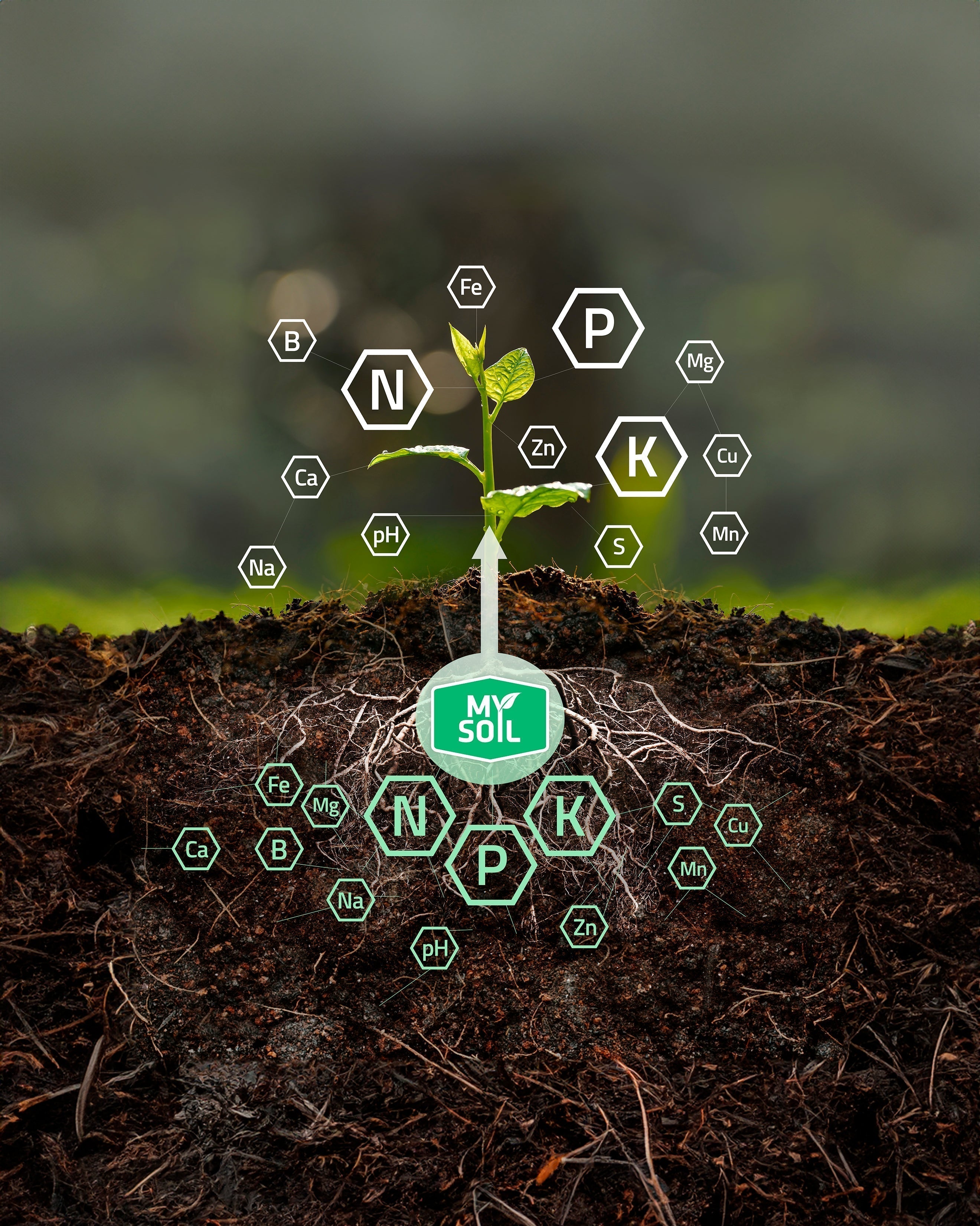 Seedling surrounded by all the essential plant nutrients