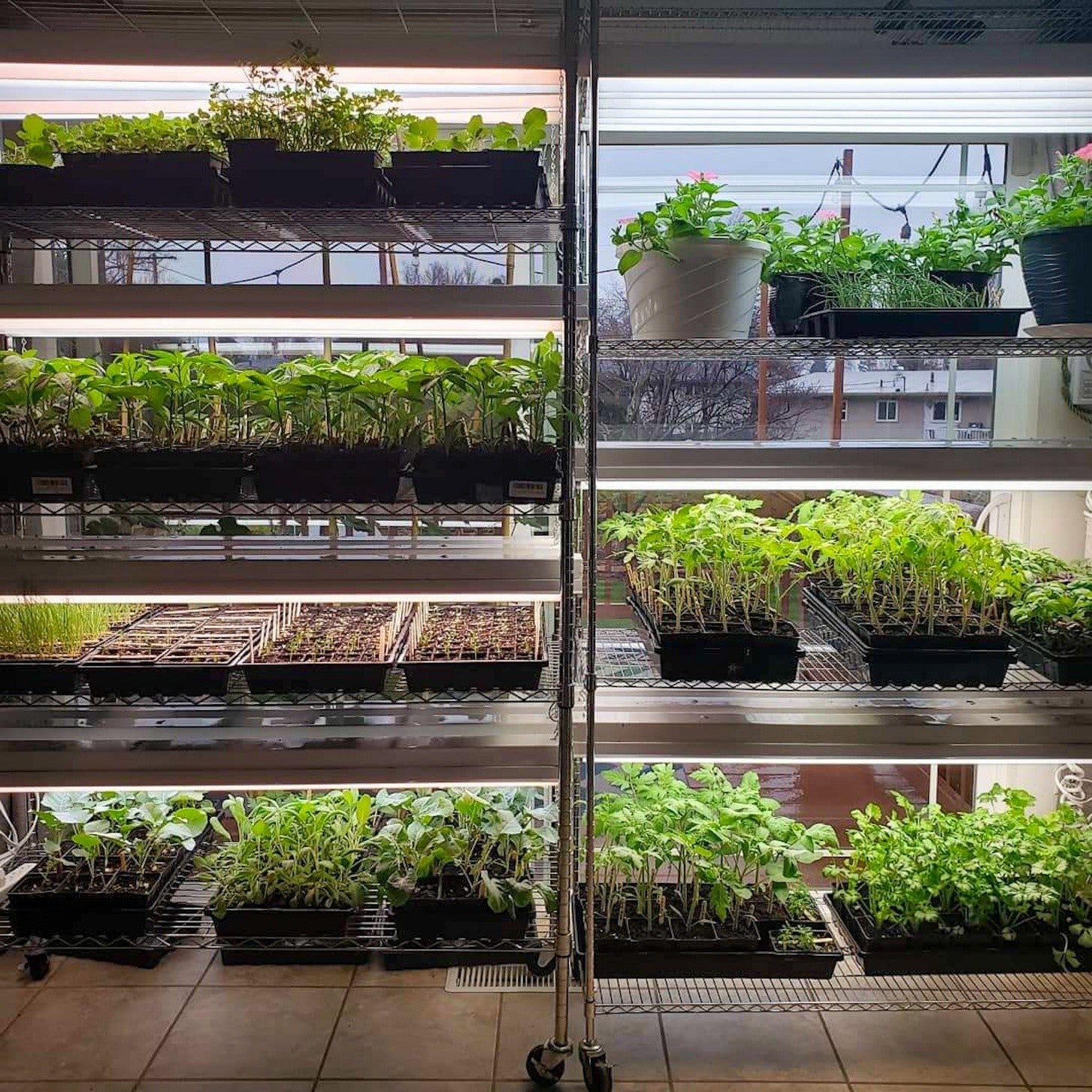 Seed Starts Indoors Under Grow Lights Ready to Be Transplanted