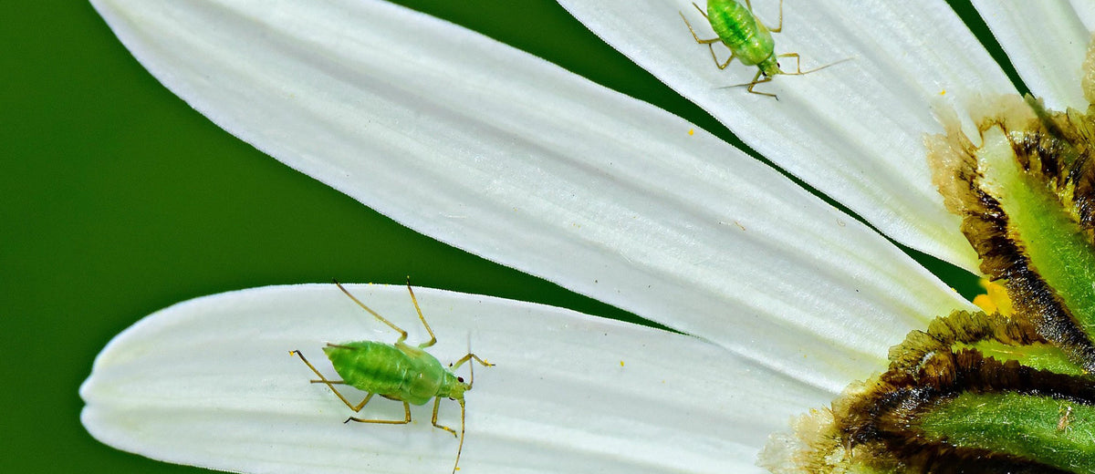 aphids on flower