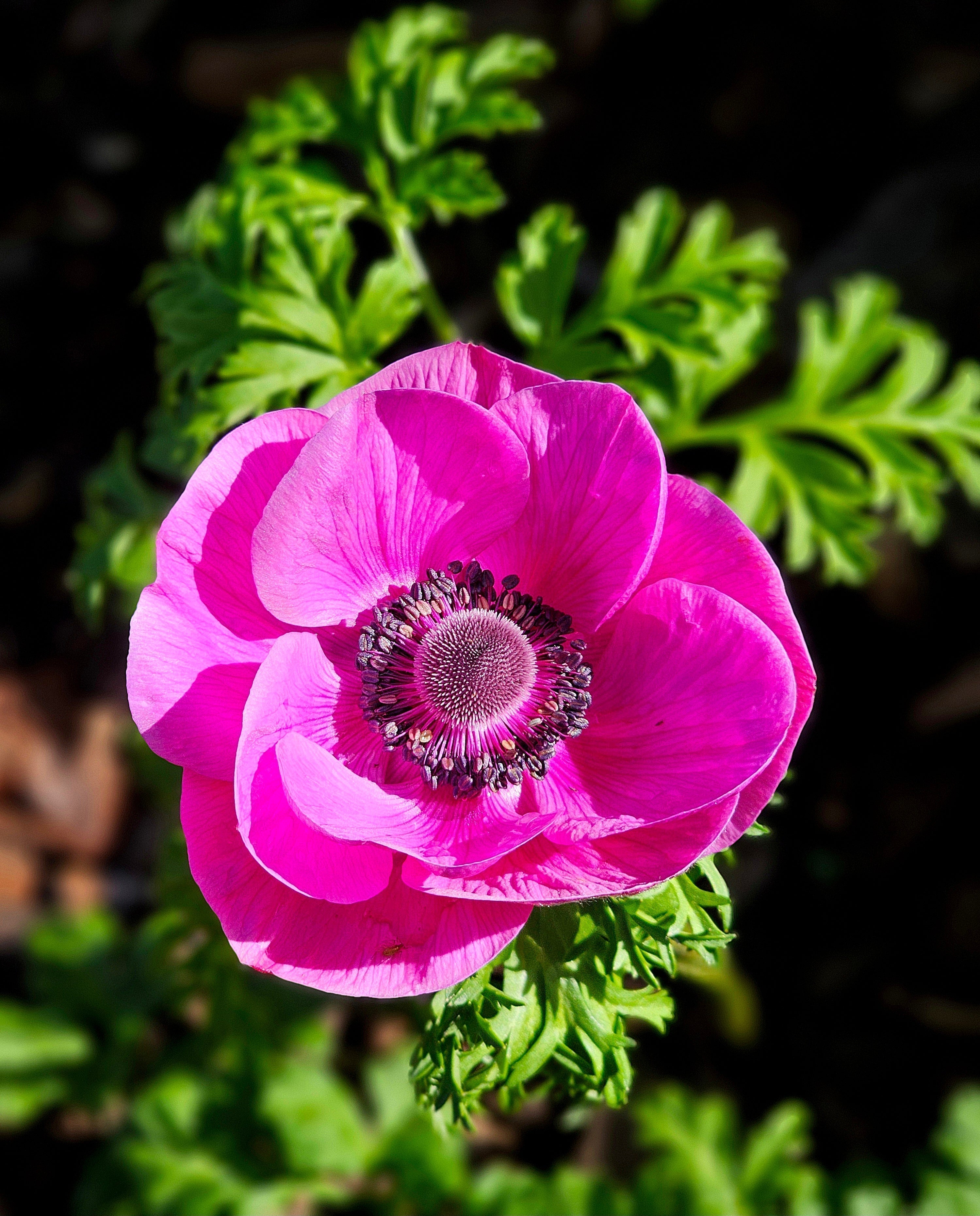 Beginners Flower Garden Guide