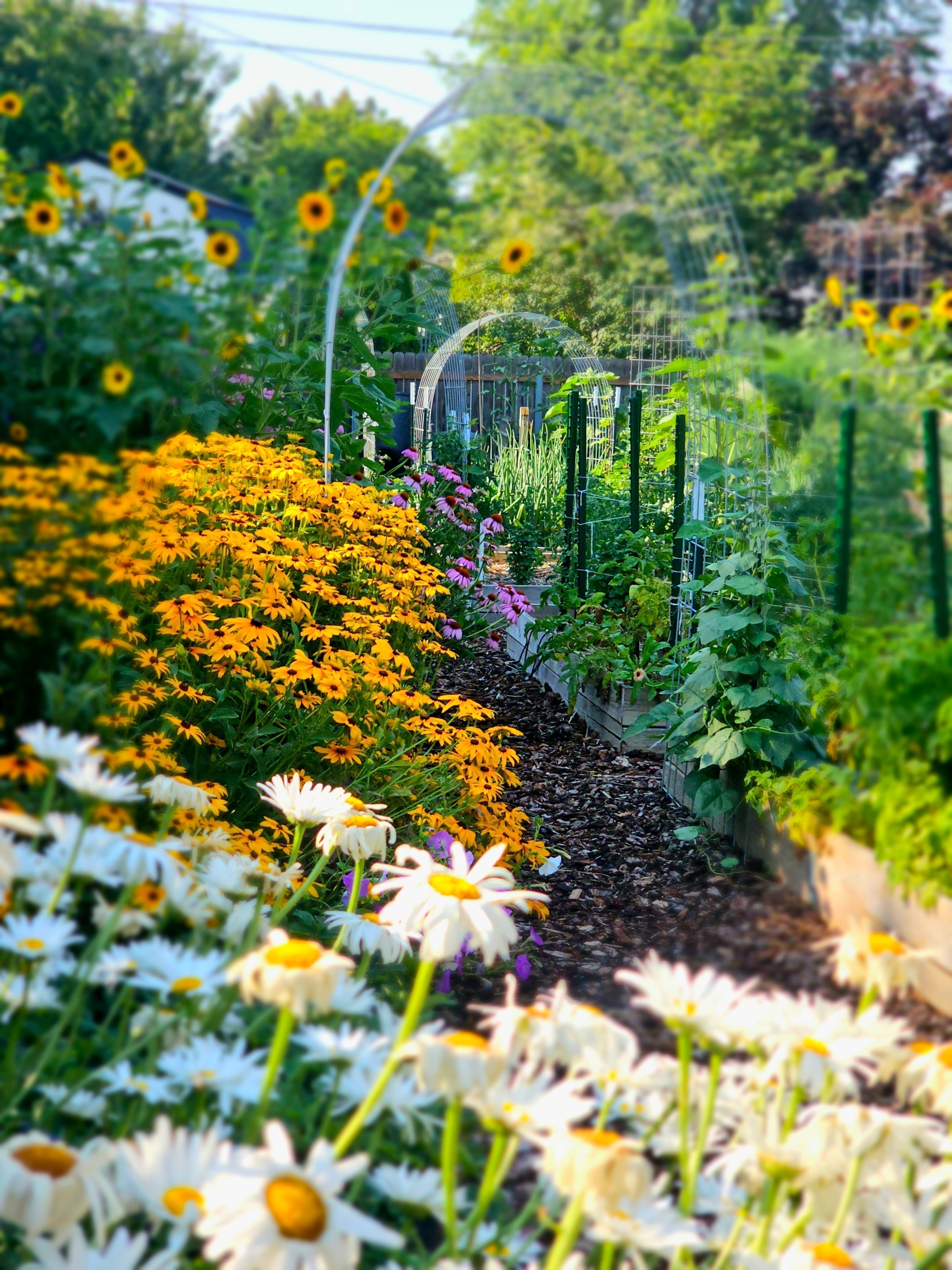Diverse garden with flowers and vegetables