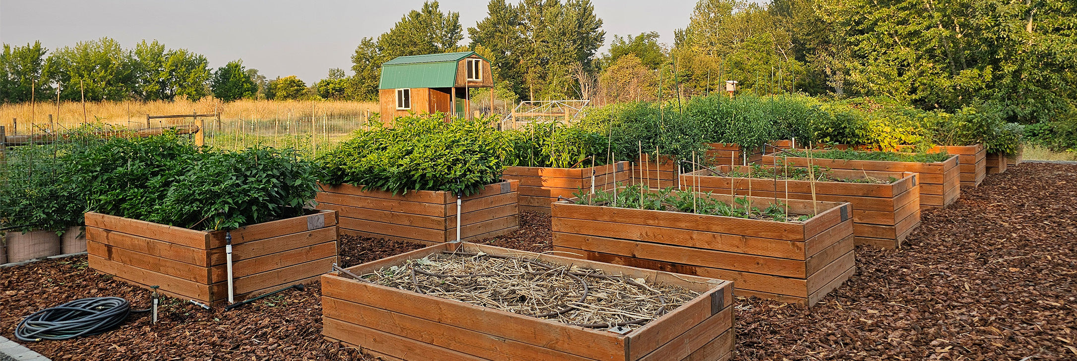 Rows of raised beds growing diverse crops