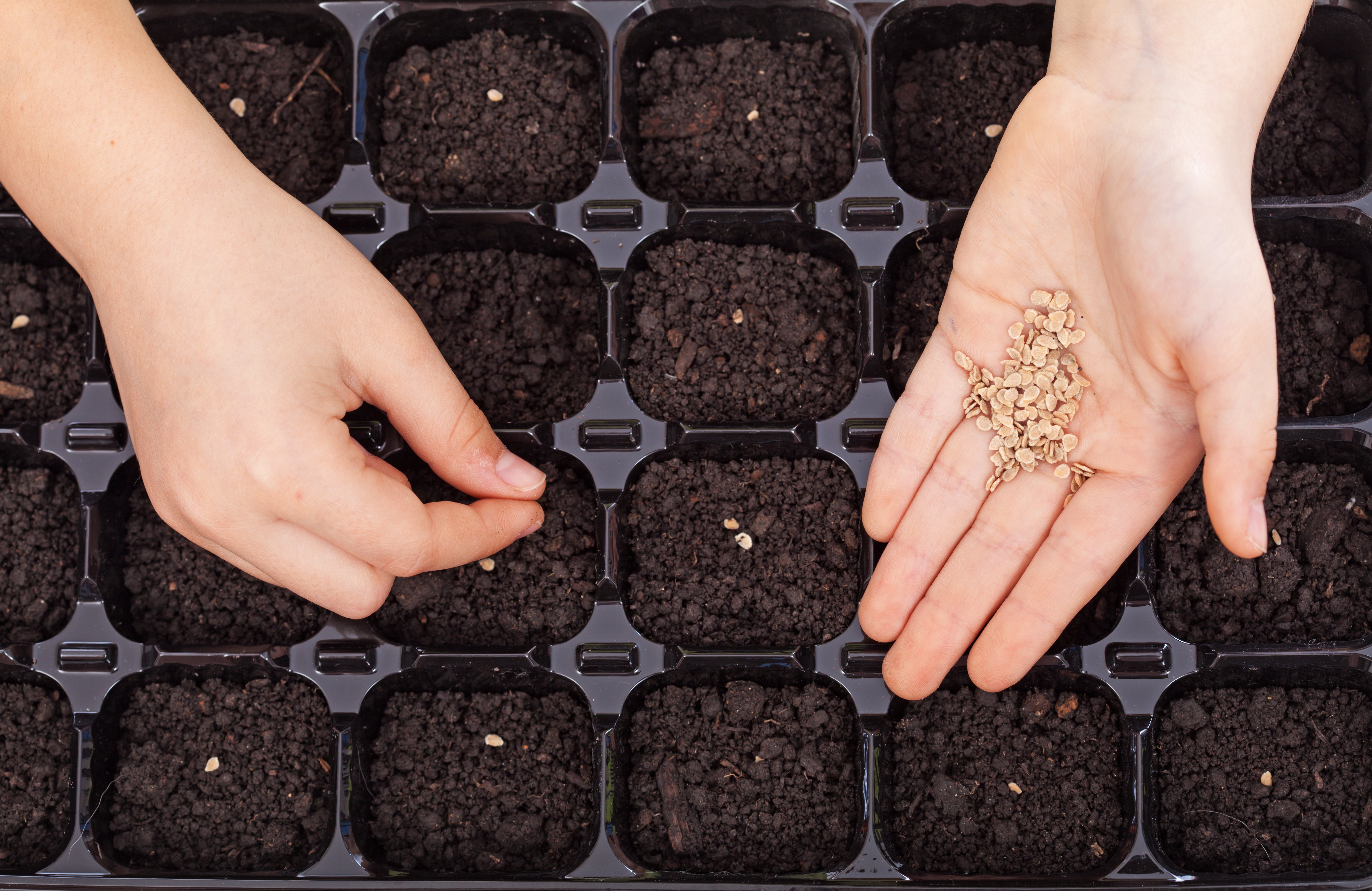 Hand planting seeds in seed starter trays
