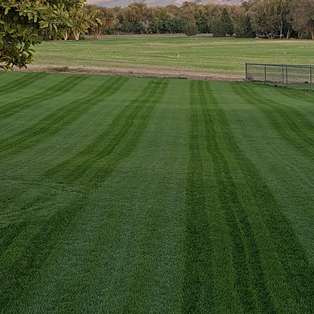 Mowed grass and striped lawn that was fertilized with curb appeal premium lawn fertilizer with a fence and trees in the background
