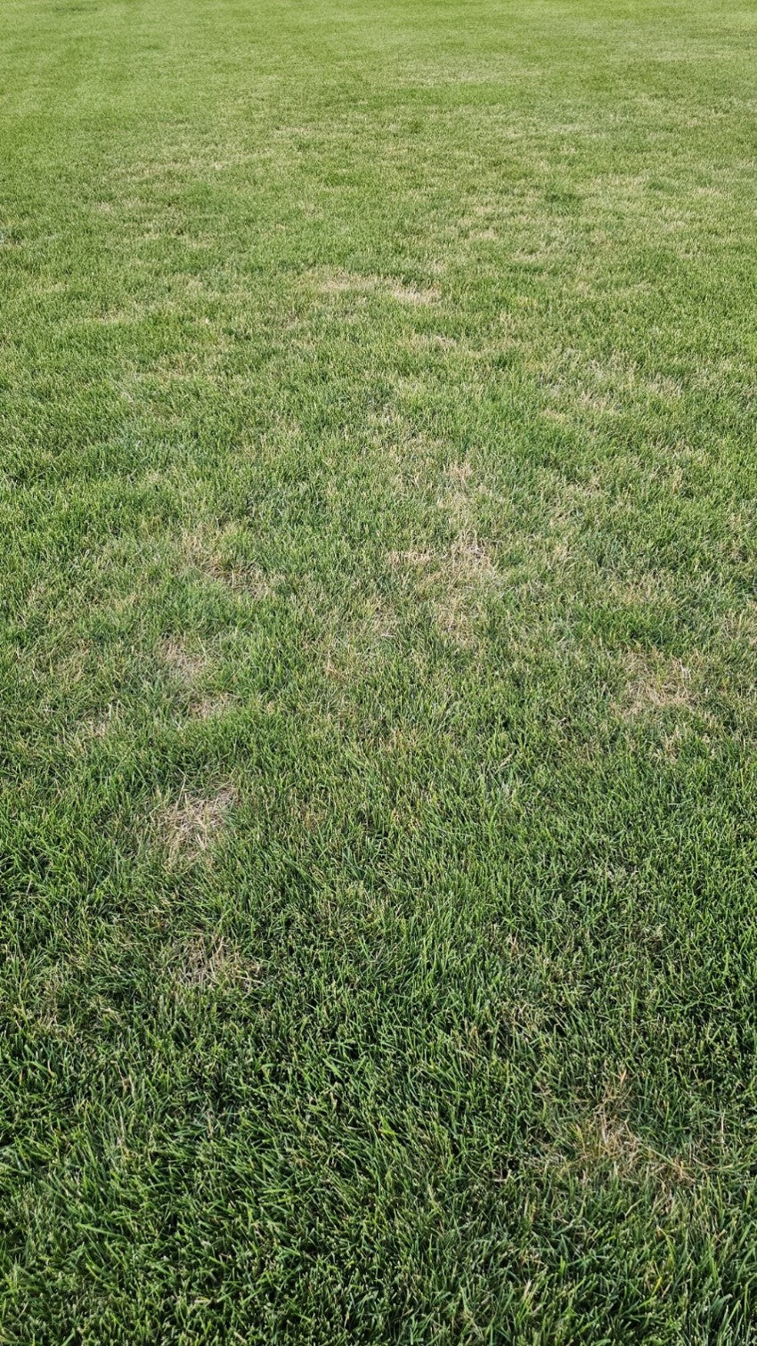 July Billbug damage in a Perennial ryegrass/Kentucky bluegrass lawn in the Northern US