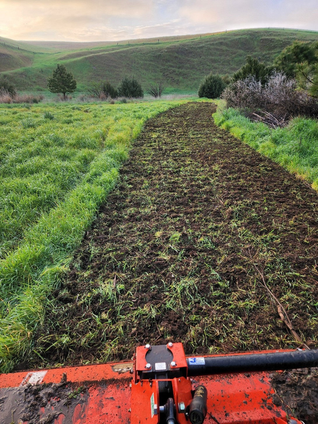 Tilling existing vegetation to prepare to seed a wildlife food plot