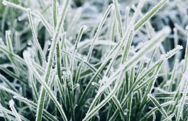 Keep Off Frosty Turf: Protecting Your Lawn and Garden in Cold Weather