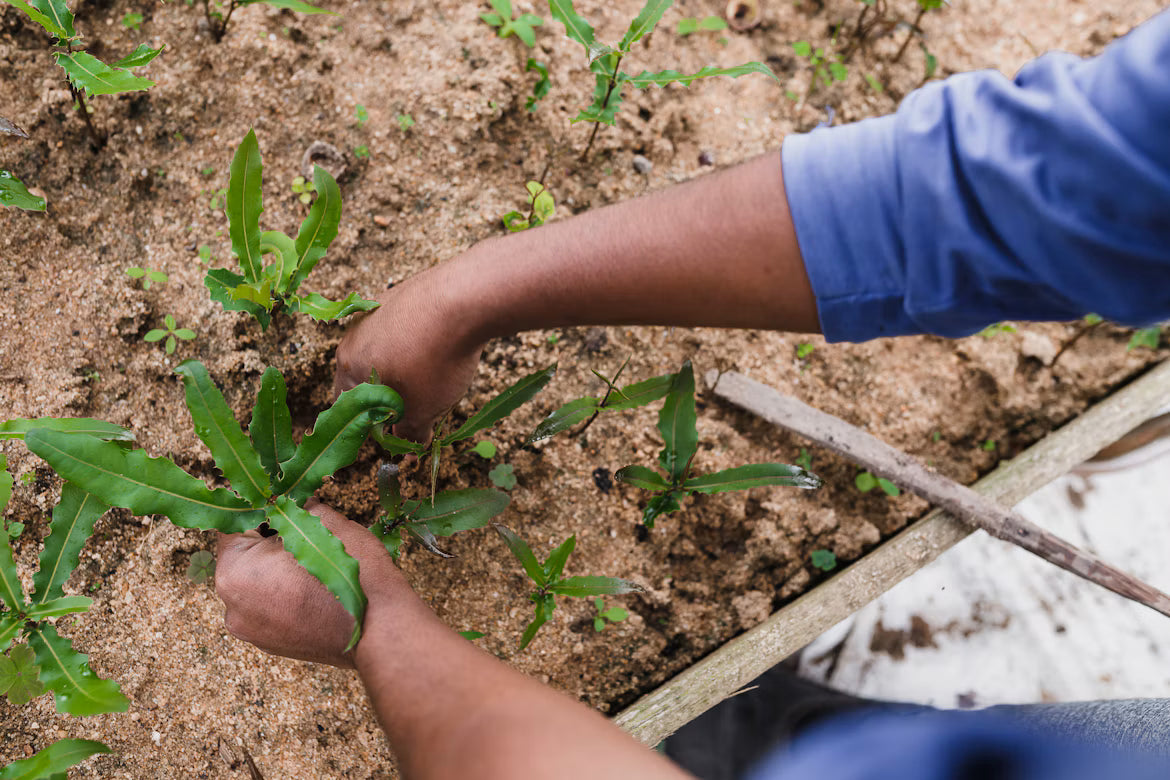 Hand pulling weeds in flower bed or flower garden