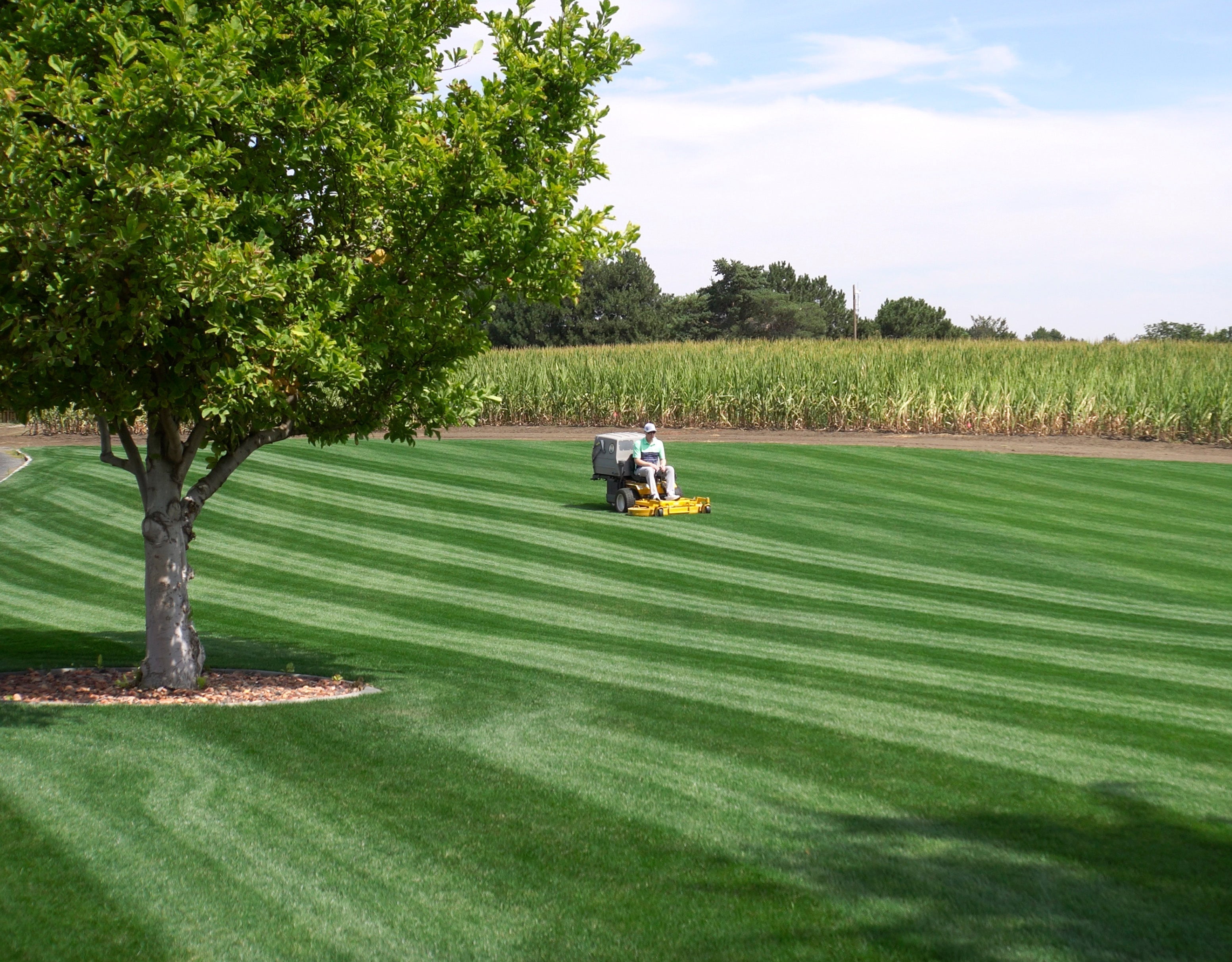 Mowing a beautiful striped lawn in the summer