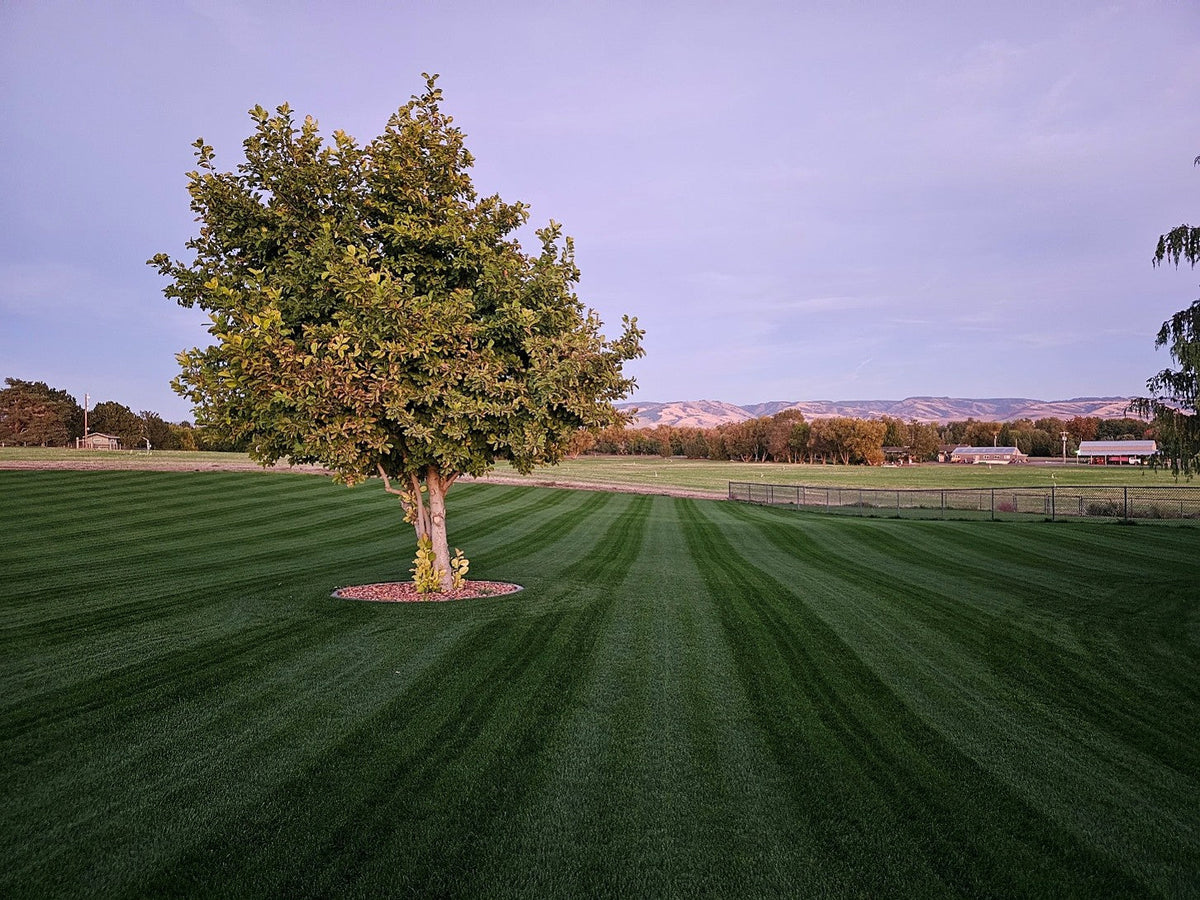 Beautiful mowed lawn with no weeds and mountains in the background
