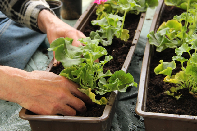 Planting Lettuce in a small rectangular mini garden