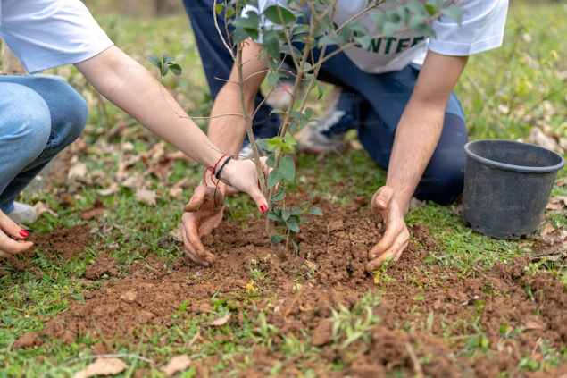 Two people planting a tree correctly
