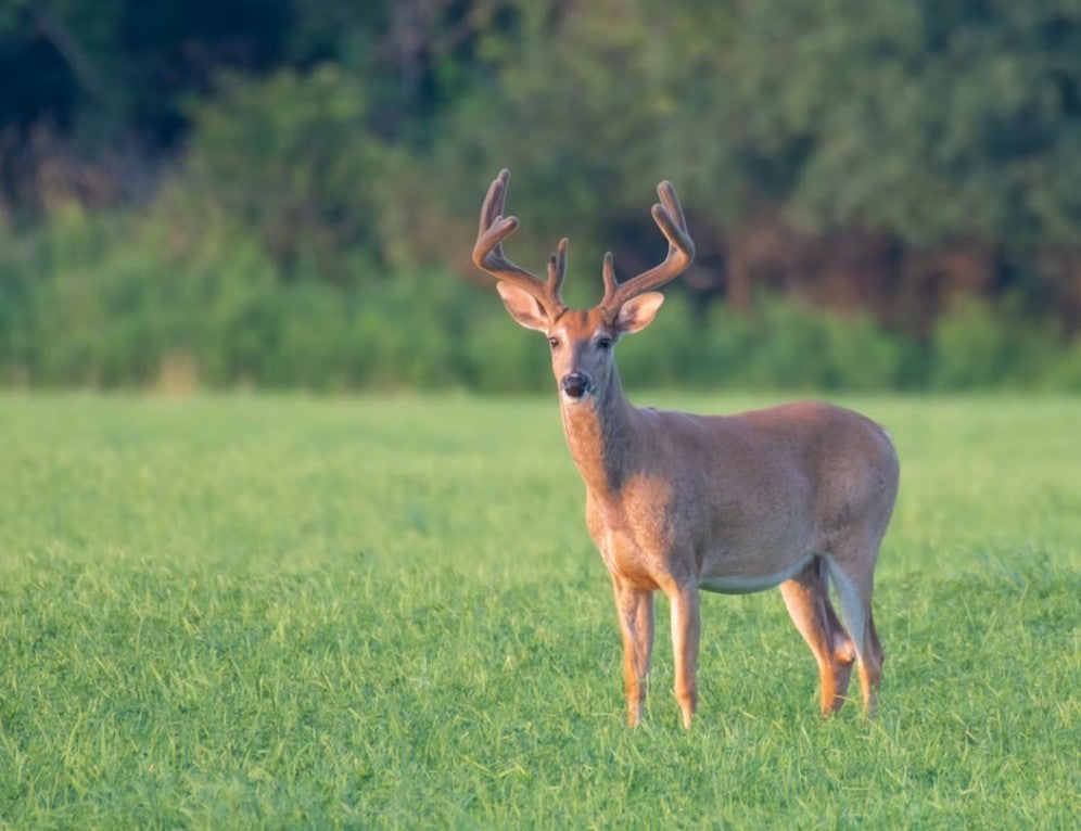 Whitetail Deer Buck Standing in Food Plot