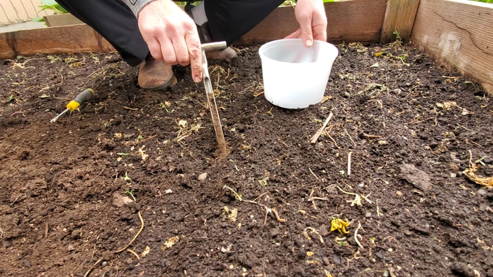Pulling a soil core to test soil pH in a raised bed garden