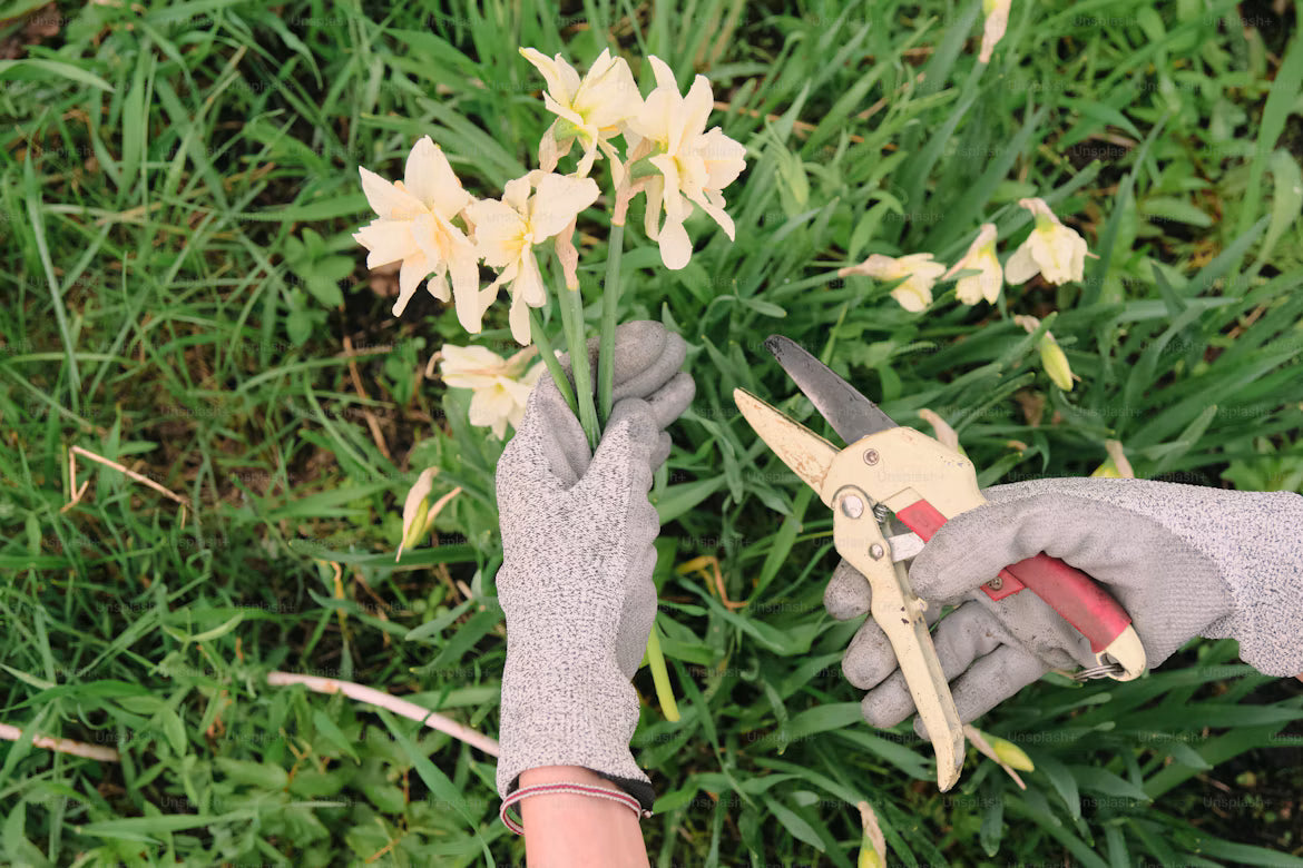 Deadheading flowers or cutting flowers