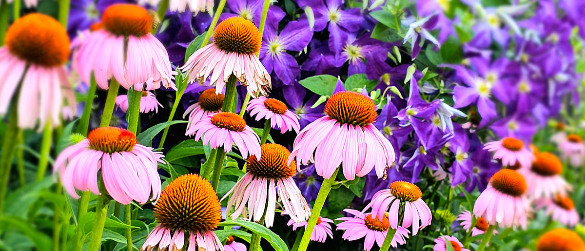 Pink and Purple Flowers in small bed