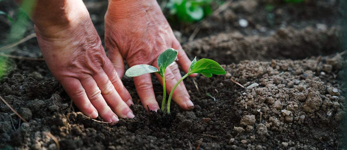 hands firming the soil around a newly planted flower