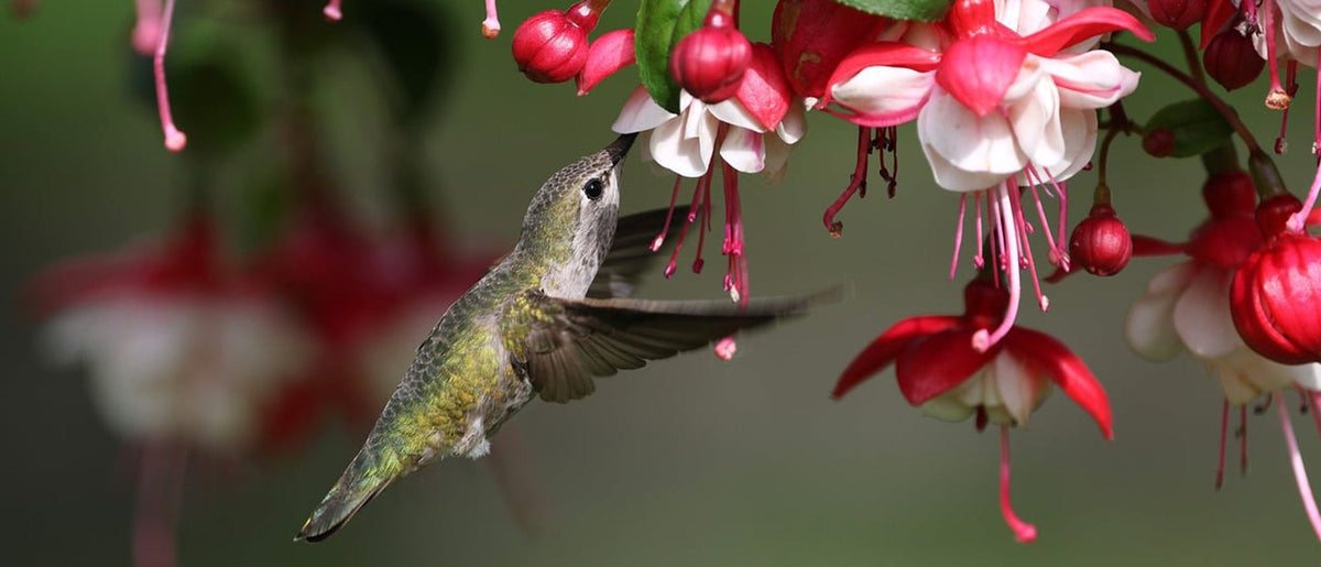 Hummingbird pollinating flowers