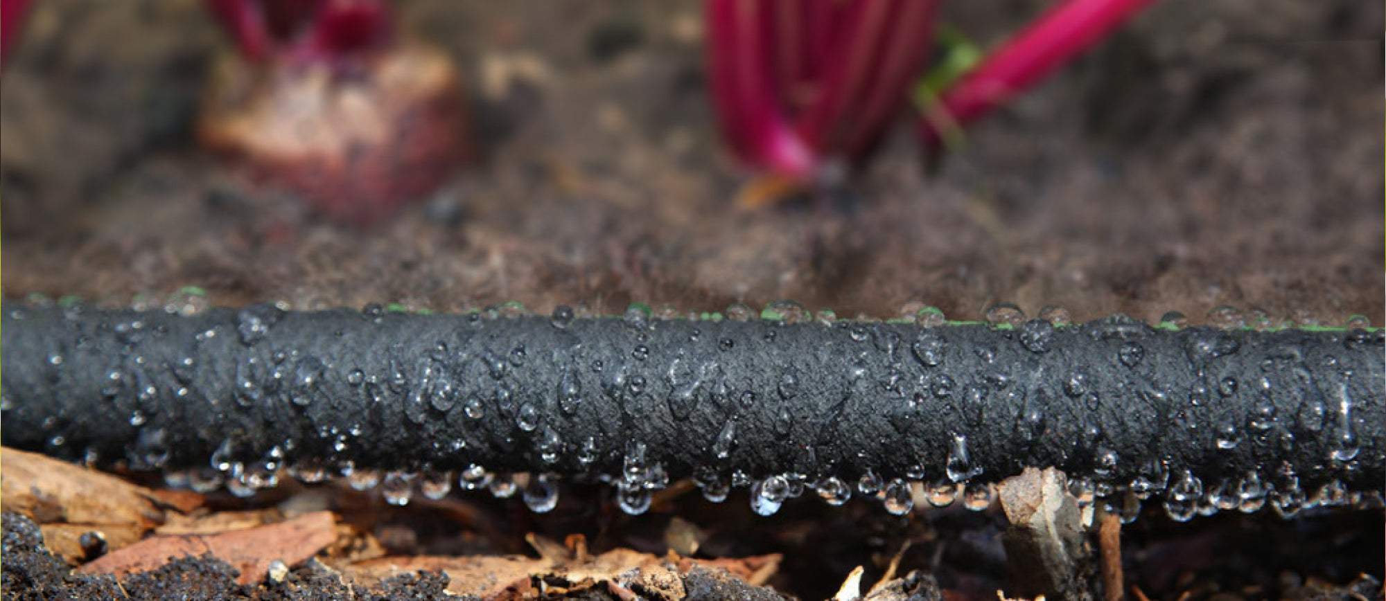 Soaker hose watering a garden bed