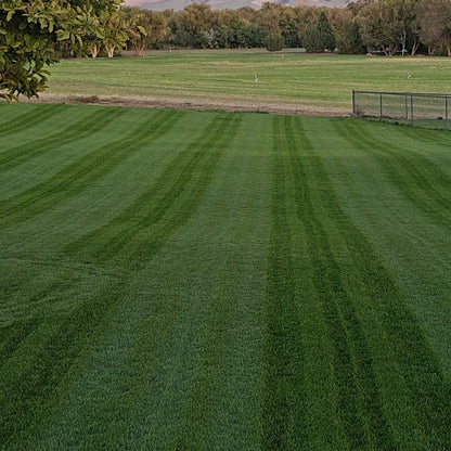 Mowed grass and striped lawn that was fertilized with curb appeal premium lawn fertilizer with a fence and trees in the background