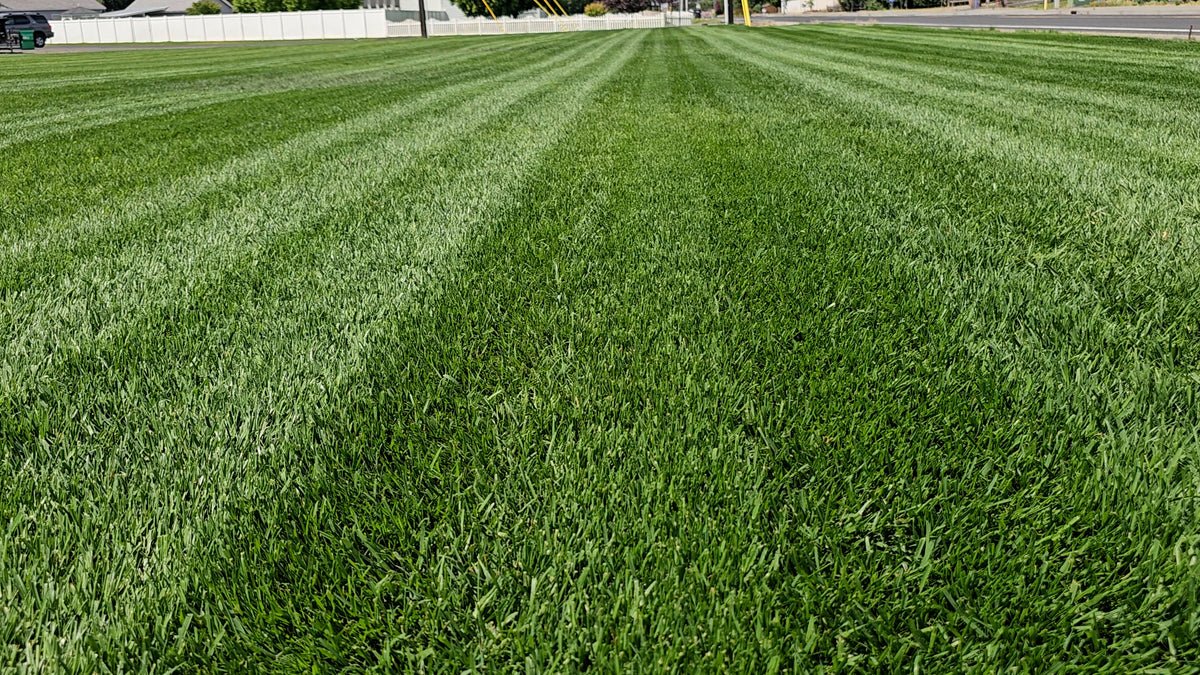 DIY Premium Double Dark Green (TTTF) – MySoil
