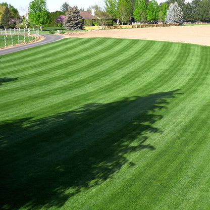 Lush green lawn fertilized with curb appeal premium lawn fertilizer with a tree shadow in a residential area