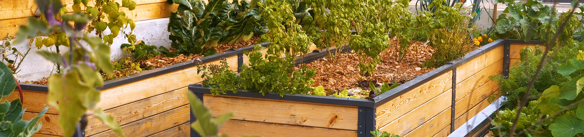 garden banner.jpg__PID:a09ecccd-b9d1-48f6-8c7c-853c16345e8d